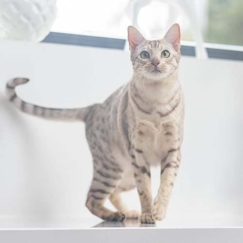 Foto van de poes