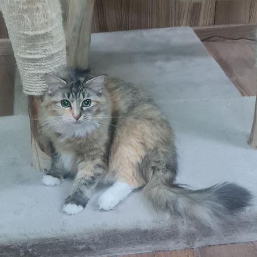 Foto van de poes