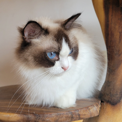 Foto van de poes