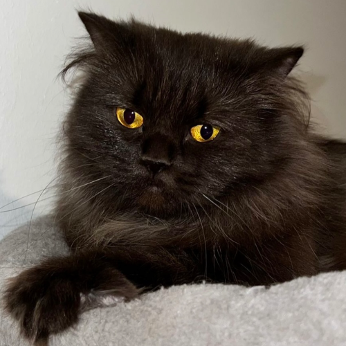 Foto van de poes