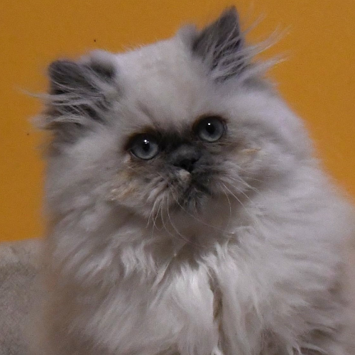 Foto van de poes