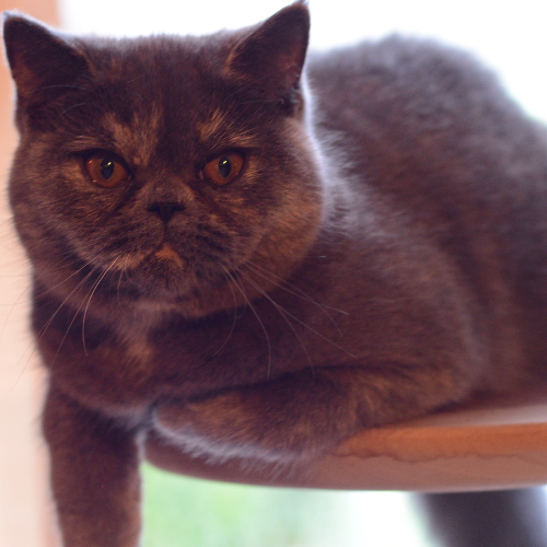 Foto van de poes