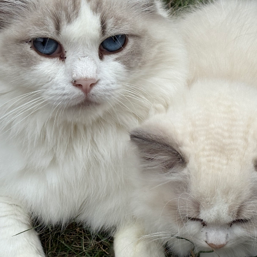 Foto van de poes