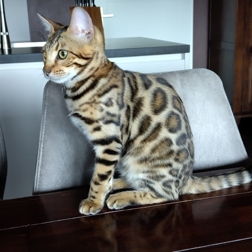 Foto van de poes