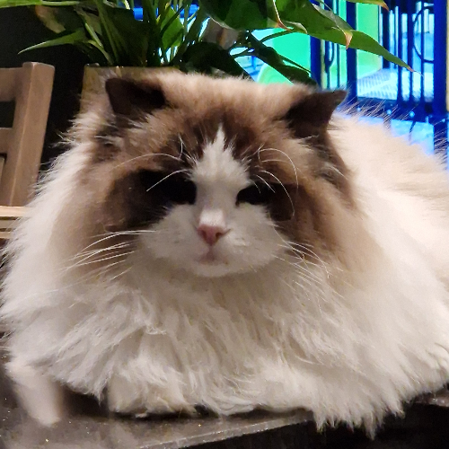 Foto van de poes