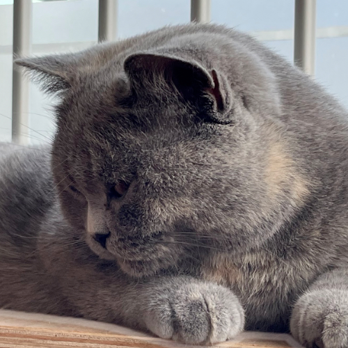Foto van de poes