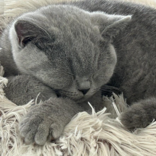Foto van de poes