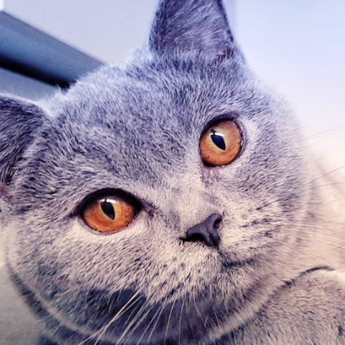 Foto van de poes