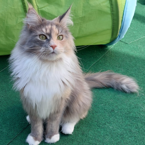 Foto van de poes