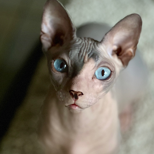Foto van de poes