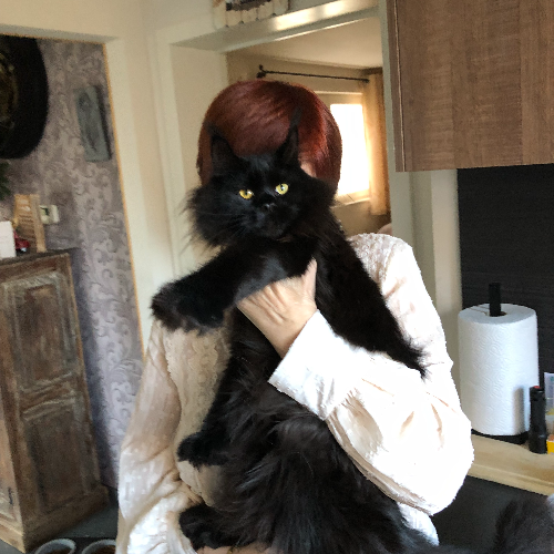 Foto van de poes