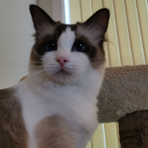 Foto van de poes