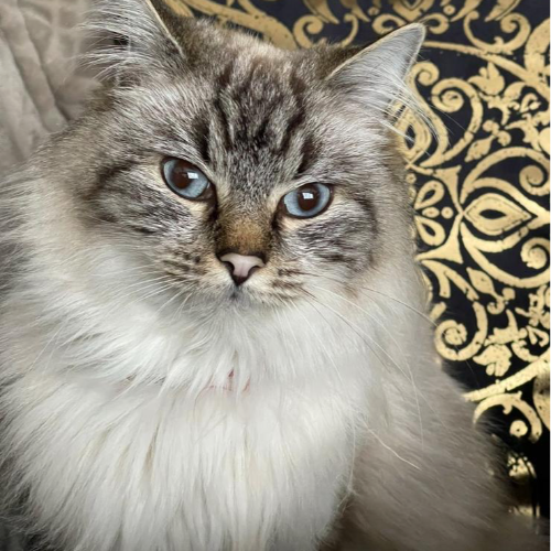 Foto van de poes