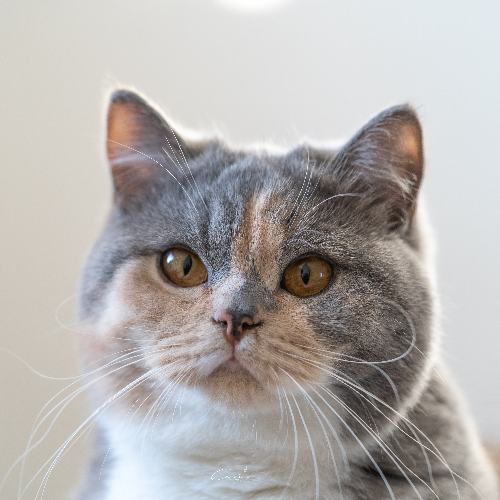 Foto van de poes