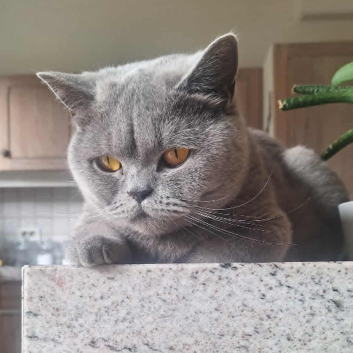 Foto van de poes