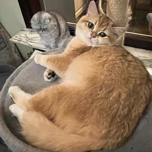 Foto van de poes