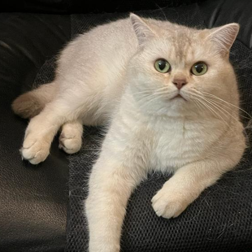 Foto van de poes