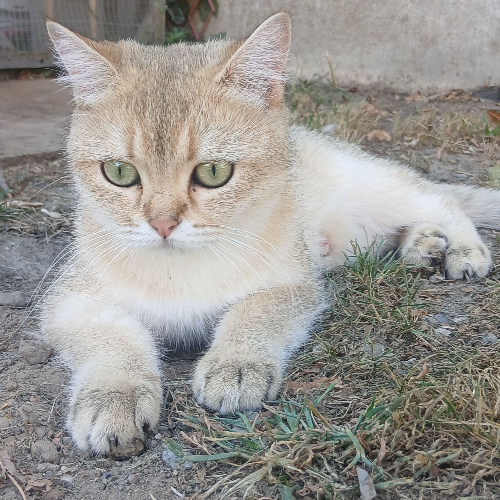 Foto van de poes