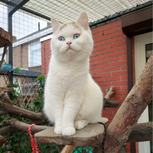 Foto van de poes