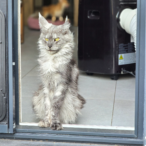 Foto van de poes