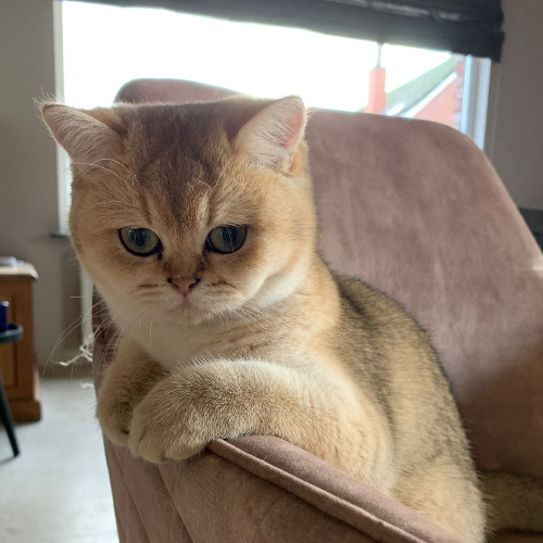 Foto van de poes