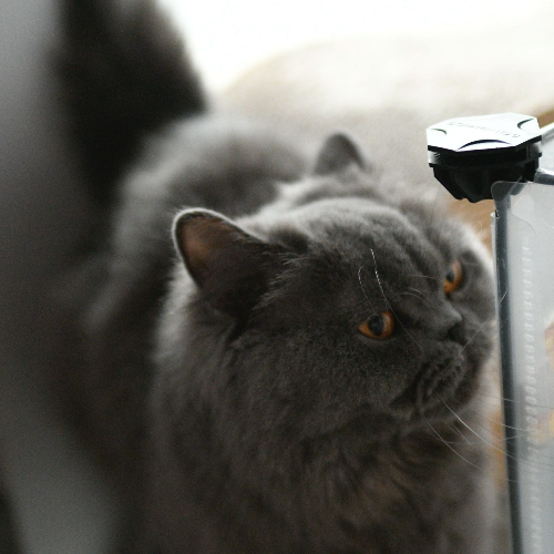 Foto van de poes