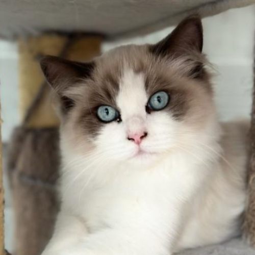Foto van de poes