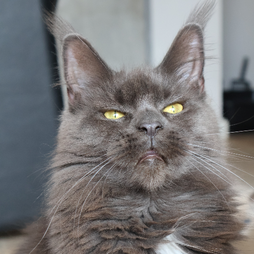 Foto van de poes