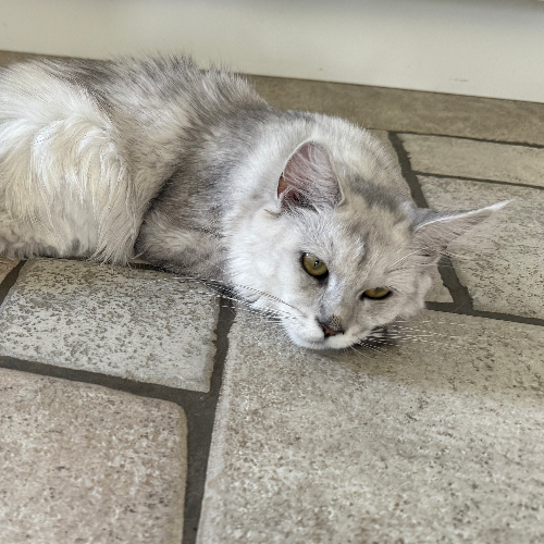 Foto van de poes