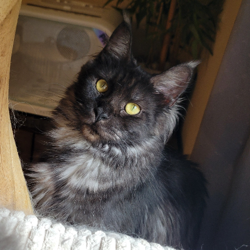 Foto van de poes