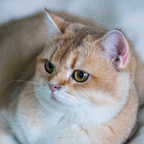 Foto van de poes