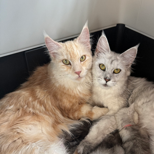 Foto van de poes