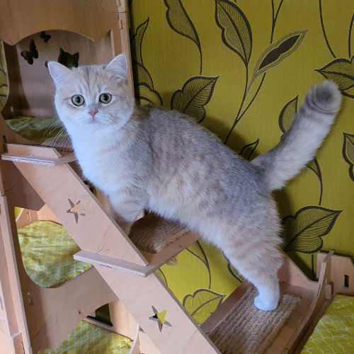 Foto van de poes