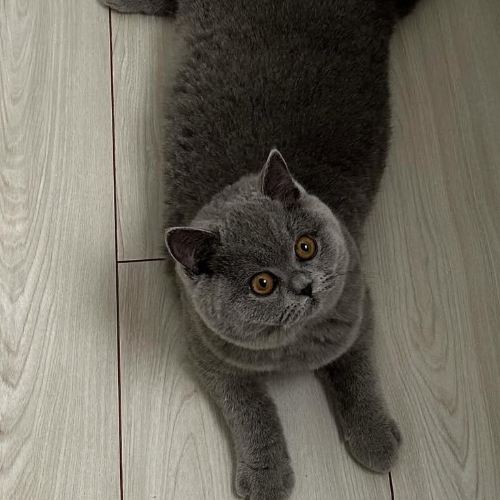 Foto van de poes