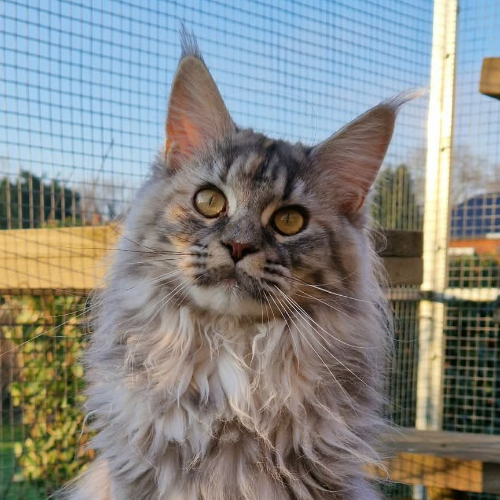 Foto van de poes