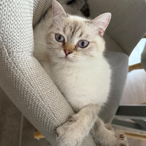 Foto van de poes