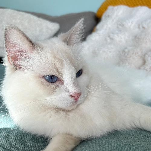 Foto van de poes