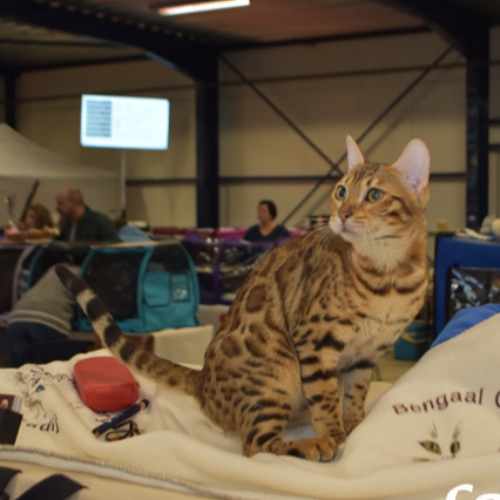 Foto van de poes