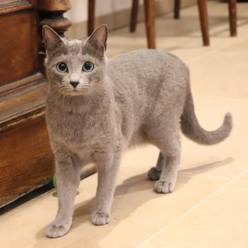 Foto van de poes