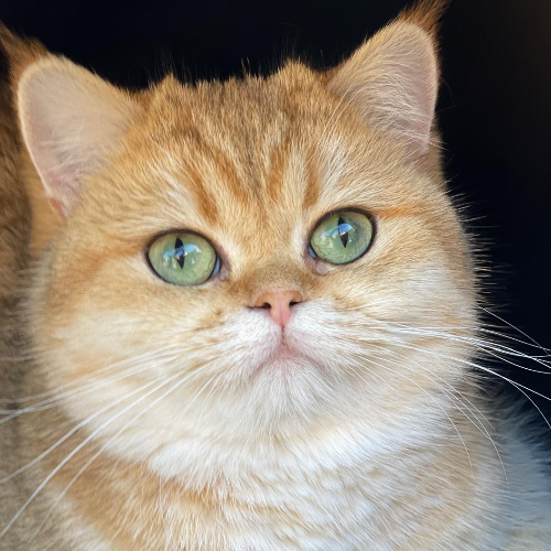 Foto van de poes