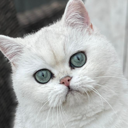 Foto van de poes