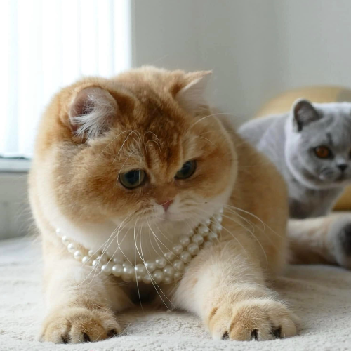 Foto van de poes