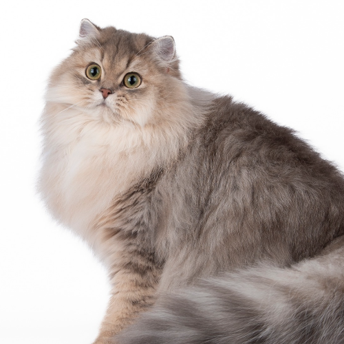 Foto van de poes