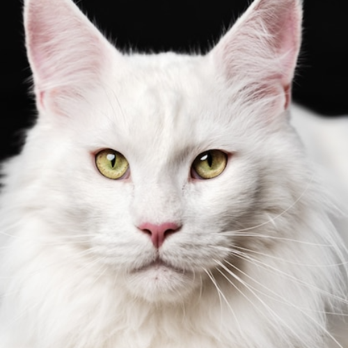 Foto van de poes