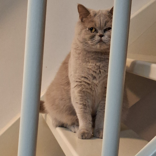Foto van de poes