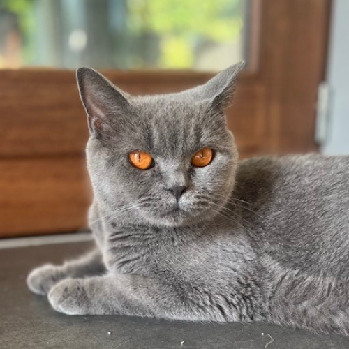 Foto van de poes