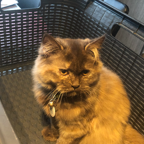 Foto van de poes