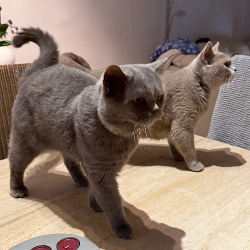 Foto van de poes