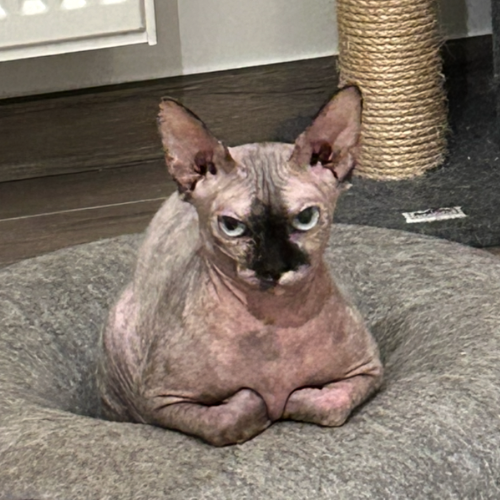 Foto van de poes