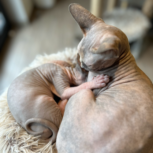 Foto van de poes